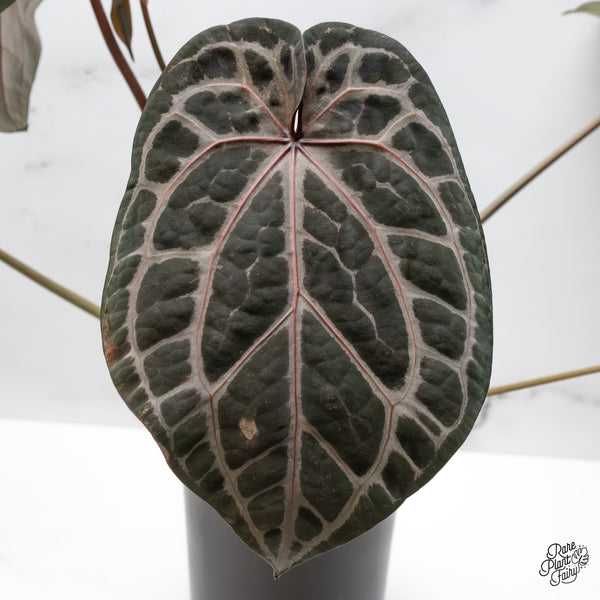 Anthurium Zara '14' x Home, Sweet Home '32' by DocBlock® (wk50-T)