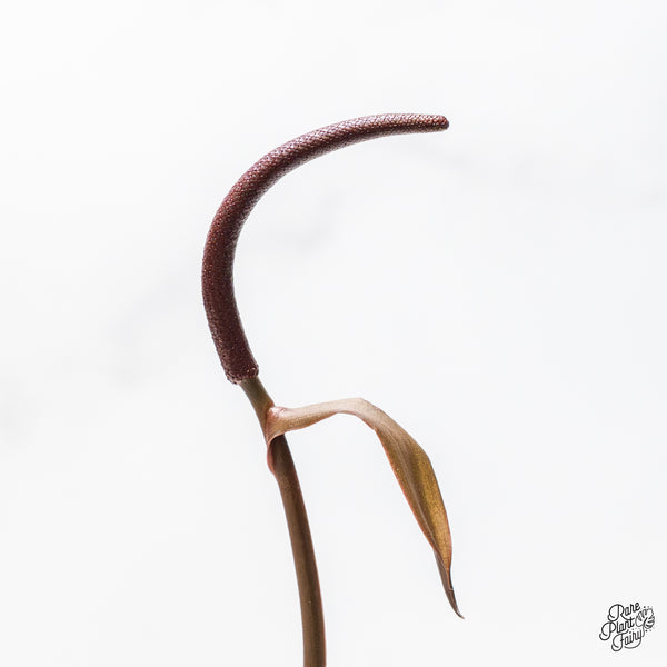 Anthurium Zara '14' x Home, Sweet Home '32' by DocBlock® (wk50-T)