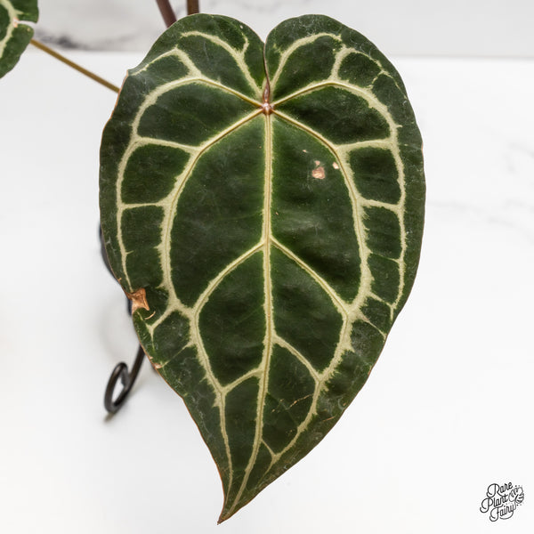 Anthurium Zara '29' x Zara '3' by DocBlock® (wk50-Y)