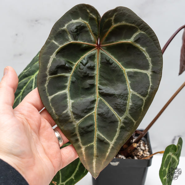 Anthurium Zara '29' x Zara '3' by DocBlock® (wk45-B)