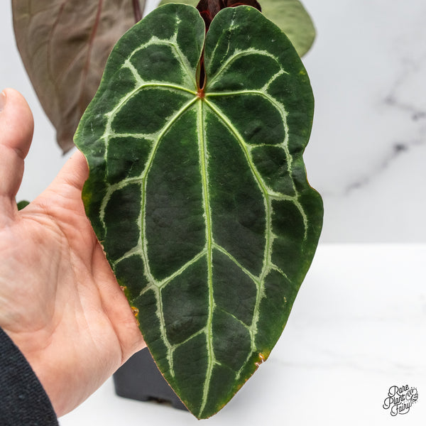 Anthurium Zara '29' x Zara '3' by DocBlock® (wk45-B)