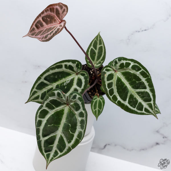 Anthurium Thor's Lightning '51' x Crystal Red '12' by DocBlock® *Vibrant Emergent* (wk33-N)