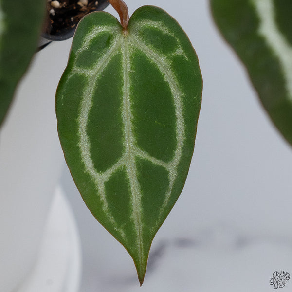 Anthurium Thor's Lightning '51' x Crystal Red '12' by DocBlock® *Vibrant Emergent* (wk33-N)