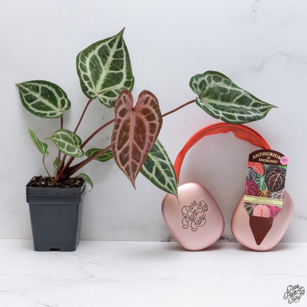Anthurium Thor's Lightning '51' x Crystal Red '12' by DocBlock® *Vibrant Emergent* (wk33-N)
