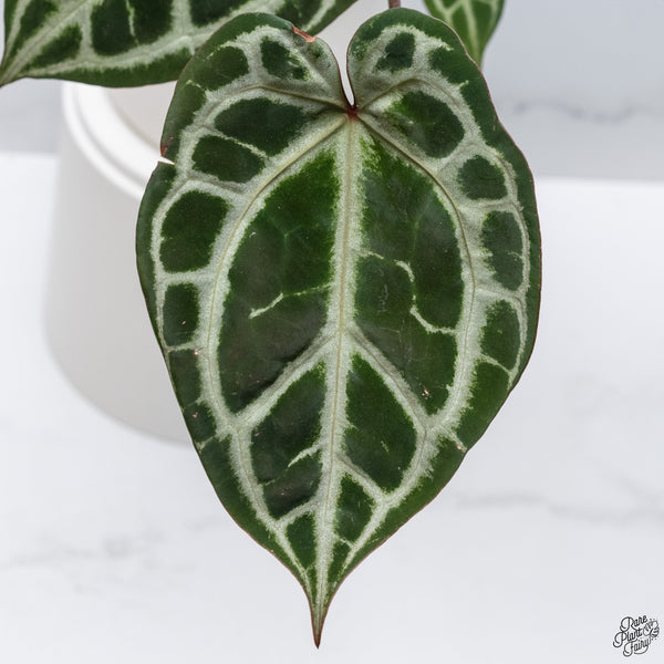 Anthurium Thor's Lightning '51' x Crystal Red '12' by DocBlock® *Vibrant Emergent* (wk33-N)