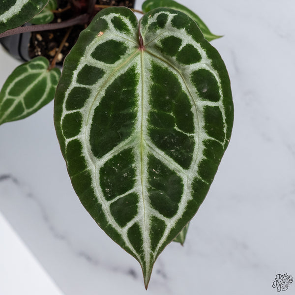 Anthurium Thor's Lightning '51' x Crystal Red '12' by DocBlock® *Vibrant Emergent* (wk33-N)
