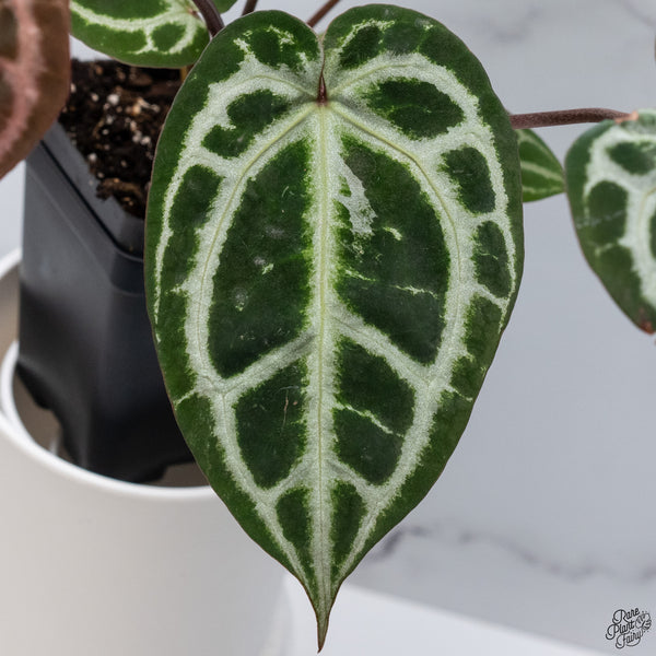 Anthurium Thor's Lightning '51' x Crystal Red '12' by DocBlock® *Vibrant Emergent* (wk33-N)