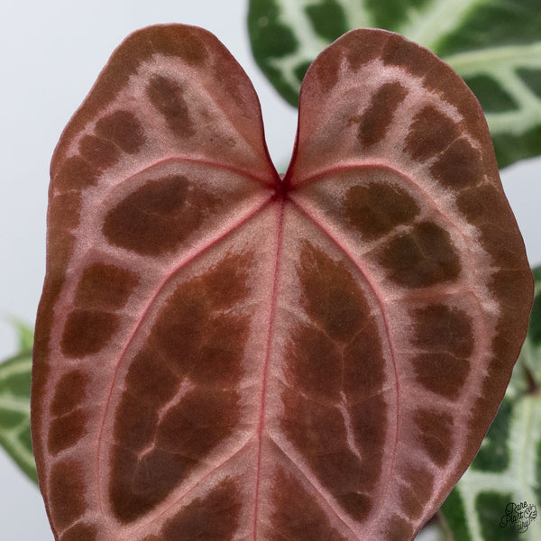 Anthurium Thor's Lightning '51' x Crystal Red '12' by DocBlock® *Vibrant Emergent* (wk33-N)