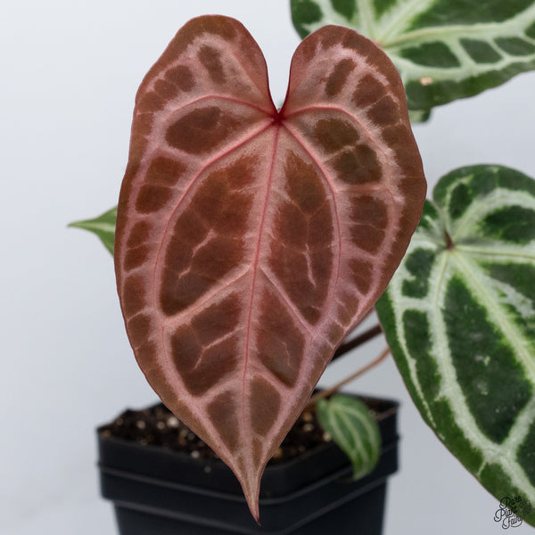 Anthurium Thor's Lightning '51' x Crystal Red '12' by DocBlock® *Vibrant Emergent* (wk33-N)