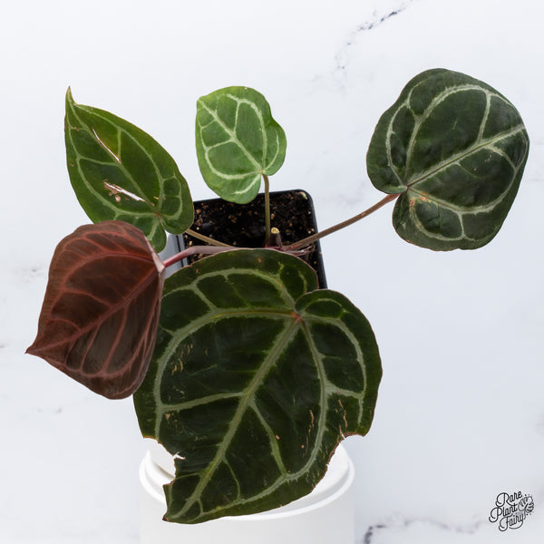 Anthurium Thor's Lightning '51' x Crystal Red '12' by DocBlock® (wk36-C) *Fused Sinus*