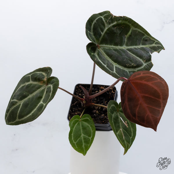 Anthurium Thor's Lightning '51' x Crystal Red '12' by DocBlock® (wk36-C) *Fused Sinus*