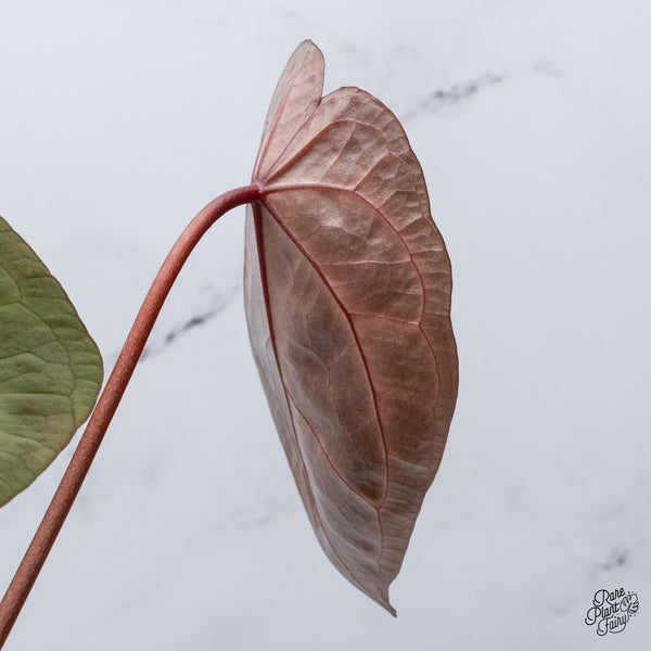 Anthurium Thor's Lightning '51' x Crystal Red '12' by DocBlock® (wk36-C) *Fused Sinus*