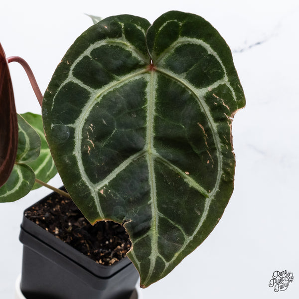Anthurium Thor's Lightning '51' x Crystal Red '12' by DocBlock® (wk36-C) *Fused Sinus*