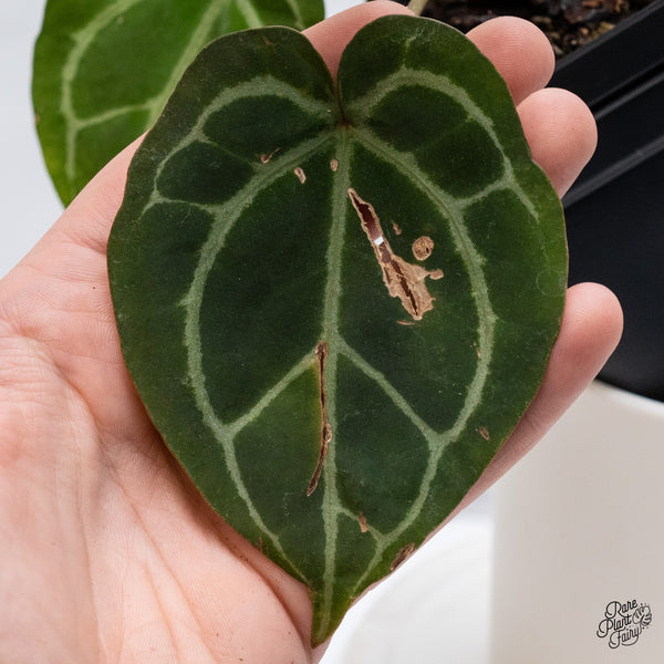 Anthurium Thor's Lightning '51' x Crystal Red '12' by DocBlock® (wk36-C) *Fused Sinus*