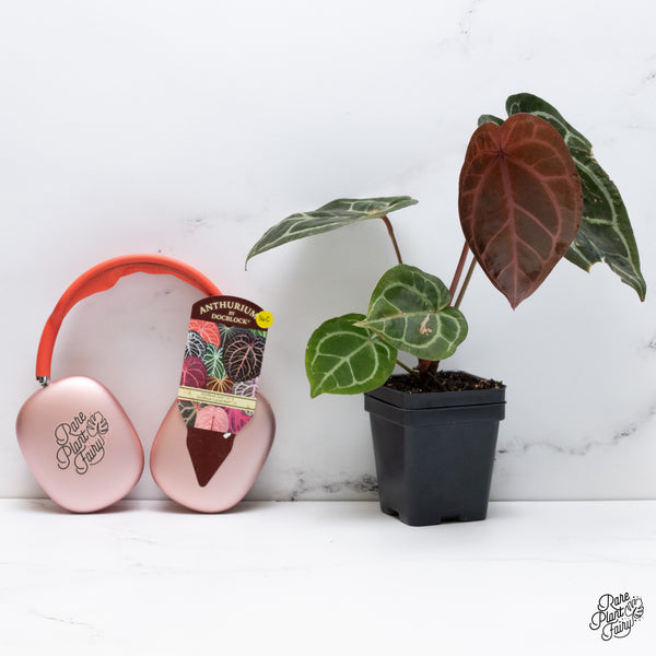 Anthurium Thor's Lightning '51' x Crystal Red '12' by DocBlock® (wk36-C) *Fused Sinus*
