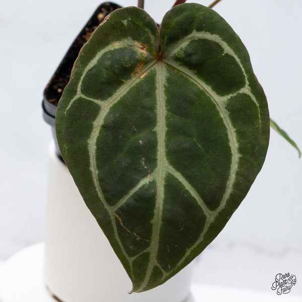 Anthurium Thor's Lightning '51' x Crystal Red '12' by DocBlock® (wk36-C) *Fused Sinus*