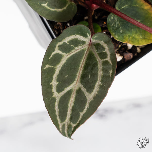 Anthurium Zara '31' x Zara '14' by DocBlock® (wk45-C) *Striking, Deep Red Emergent*