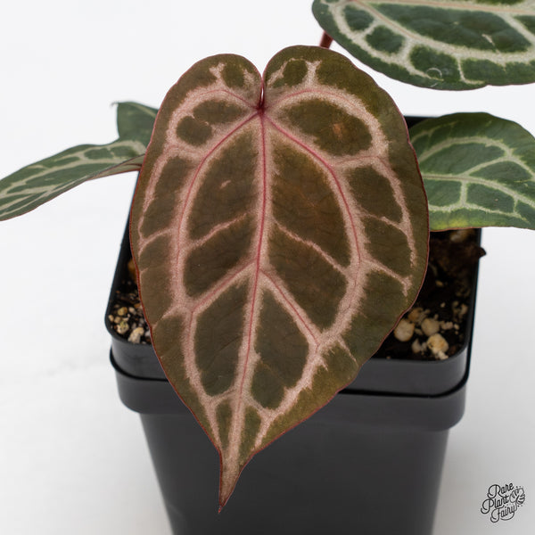Anthurium Zara '31' x Zara '14' by DocBlock® (wk45-C) *Striking, Deep Red Emergent*