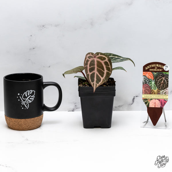 Anthurium Zara '31' x Zara '14' by DocBlock® (wk45-C) *Striking, Deep Red Emergent*