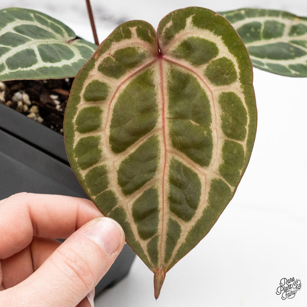 Anthurium Zara '31' x Zara '14' by DocBlock® (wk48-T)