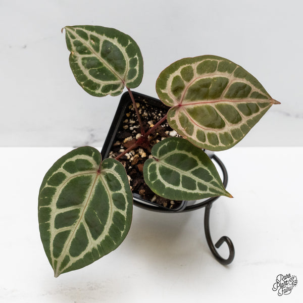 Anthurium Zara '31' x Zara '14' by DocBlock® (wk48-T)