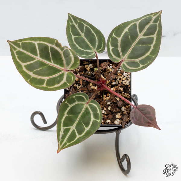 Anthurium Zara '31' x Zara '14' by DocBlock® (wk50-F)