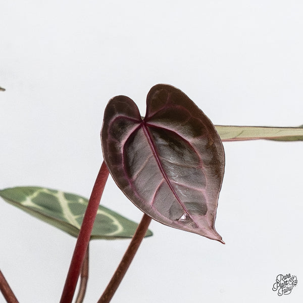 Anthurium Zara '31' x Zara '14' by DocBlock® (wk50-F)
