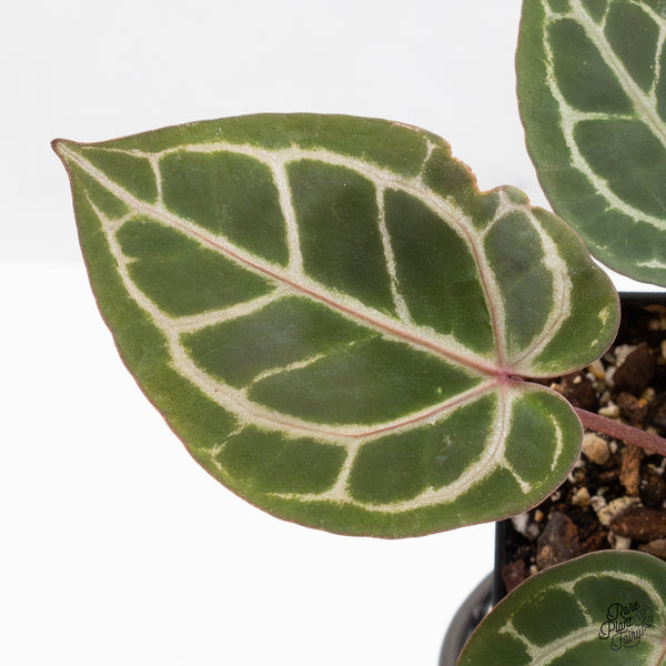 Anthurium Zara '31' x Zara '14' by DocBlock® (wk50-F)