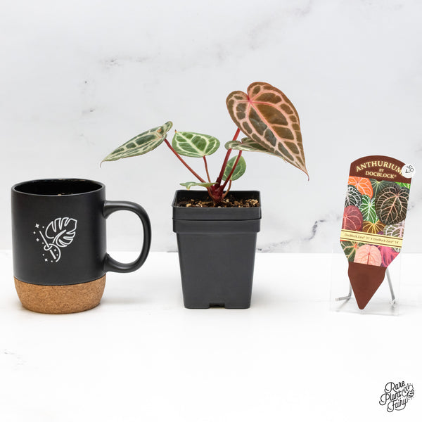 Anthurium Zara '31' x Zara '14' by DocBlock® (wk50-V)