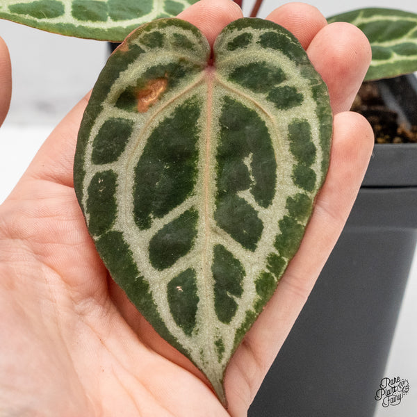 Anthurium Zara '31' x Zara '14' by DocBlock® (wk50-V)