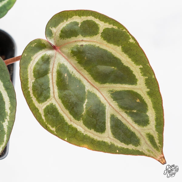 Anthurium Zara '31' x Zara '14' by DocBlock® (wk51-H)