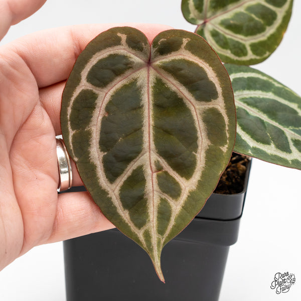 Anthurium Zara '31' x Zara '14' by DocBlock® (wk51-H)