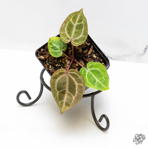 Anthurium Zara '31' x Zara '14' by DocBlock® Variegated (wk51-UC)