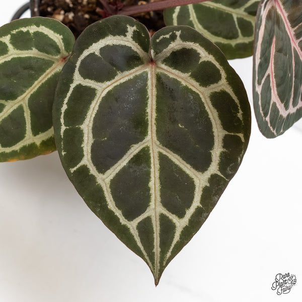 Anthurium Zara '31' x Zara '14' by DocBlock® (wk5-K)