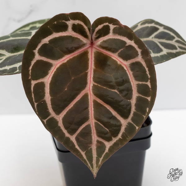 Anthurium Zara '31' x Zara '14' by DocBlock® (wk5-K)