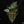 Anthurium Zara '33' x Zara '29' by DocBlock ® *Grower's Choice*