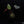 Anthurium Zara '33' x DocBlock Zara '29' by DocBlock® *Dark and Vibrant Emergent* (wk32-E)