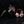 Anthurium Zara '33' x DocBlock Zara '29' by DocBlock® *Dark and Vibrant Emergent* (wk32-E)