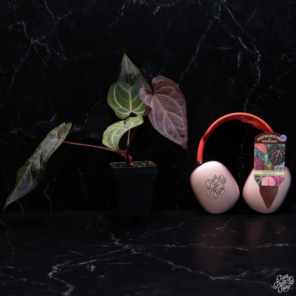 Anthurium Zara '33' x DocBlock Zara '29' by DocBlock® *Dark and Vibrant Emergent* (wk32-E)