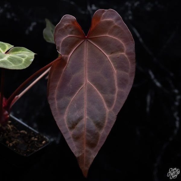 Anthurium Zara '33' x DocBlock Zara '29' by DocBlock® *Dark and Vibrant Emergent* (wk32-E)