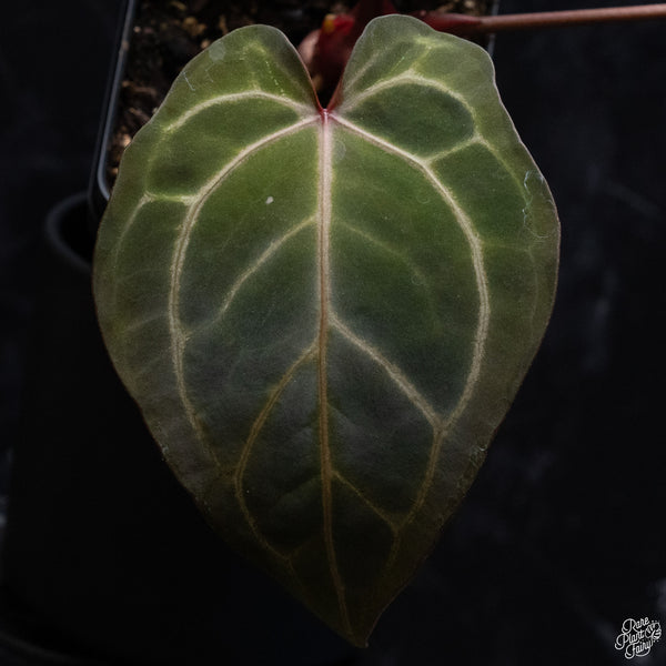 Anthurium Zara '33' x DocBlock Zara '29' by DocBlock® *Dark and Vibrant Emergent* (wk32-E)