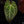 Anthurium Zara '33' x DocBlock Zara '29' by DocBlock® *Dark and Vibrant Emergent* (wk32-E)