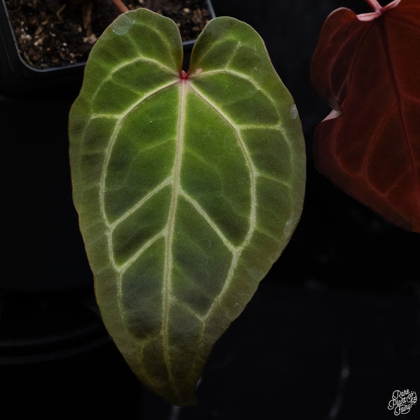 Anthurium Zara '33' x DocBlock Zara '29' by DocBlock® *Dark and Vibrant Emergent* (wk32-E)
