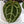 Variegated Anthurium Zara '33' x DocBlock Zara '29' by DocBlock® (wk33-AA)