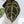 Variegated Anthurium Zara '33' x DocBlock Zara '29' by DocBlock® (wk33-AA)