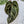 Anthurium Zara '33' x Zara '29' by DocBlock® (wk34-F) *Dark and Vibrant Emergent*