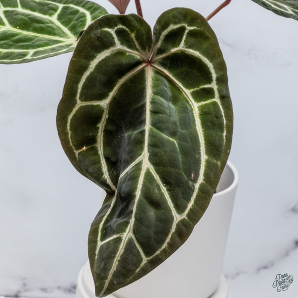 Anthurium Zara '33' x Zara '29' by DocBlock® (wk34-F) *Dark and Vibrant Emergent*