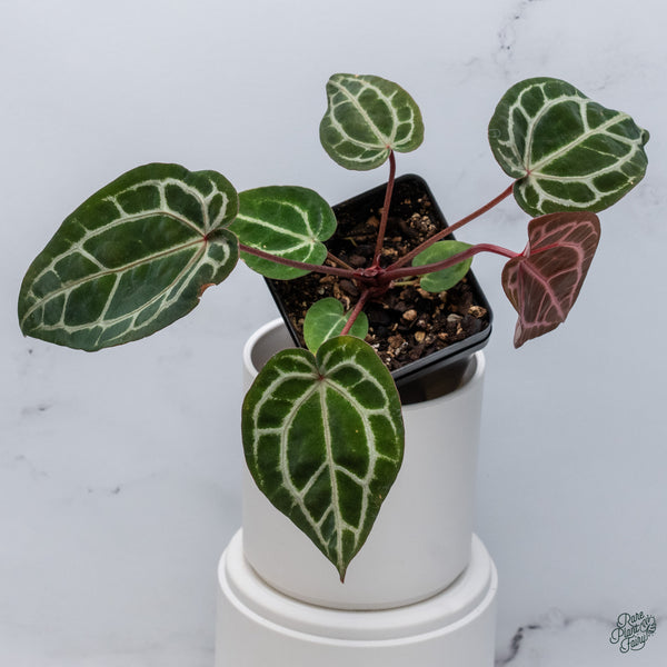 Anthurium Zara '33' x Zara '29' by DocBlock® (wk34-H) *Vibrant Emergent*