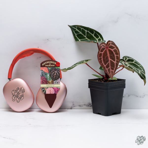 Anthurium Zara '33' x Zara '29' by DocBlock® (wk34-H) *Vibrant Emergent*
