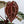 Anthurium Zara '33' x Zara '29' by DocBlock® (wk34-H) *Vibrant Emergent*